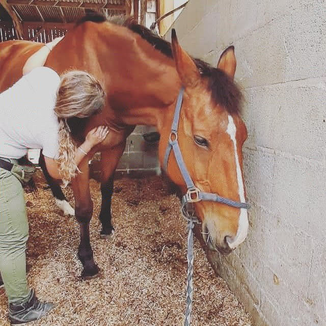 Ékinétik — équitation éthologique