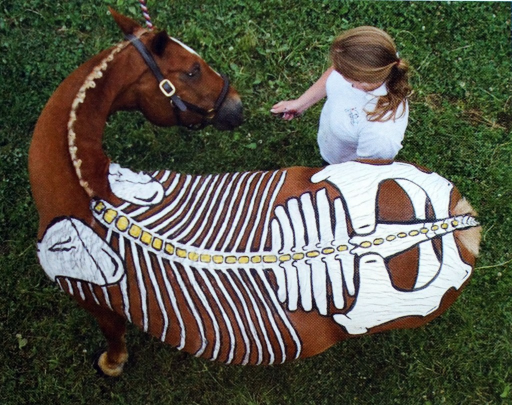Lecture biomécanique du cheval