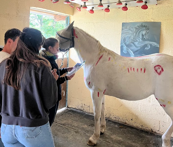 Lecture biomécanique du cheval