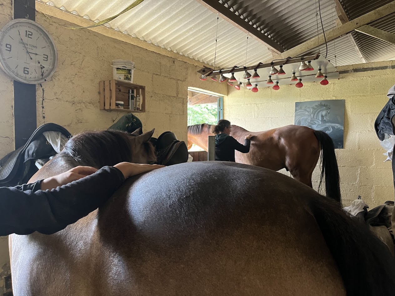 Stage massage équin
