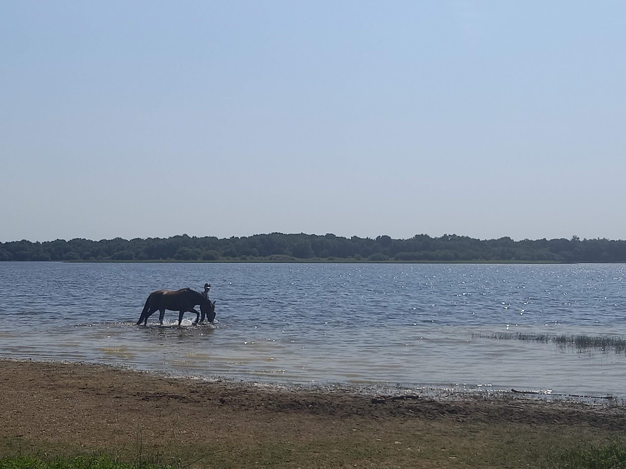 Stage équitation de travail avec Hervé Maurel